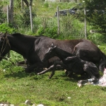 Newborn Horse